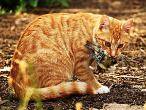Diese Hauskatze hat einen Wildvogel erbeutet und getötet, © rihaij / Pixabay