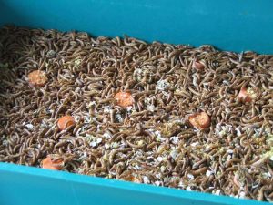 Mehlwürmer in einer geräumigen Unterbringung, © Dagmar Offermann