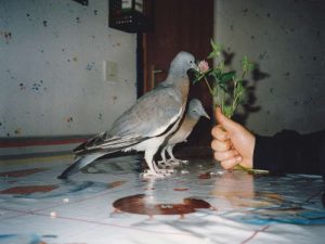 Junge Tauben benötigen frisches Grünzeug wie zum Beispiel Wiesenklee, © Anke Dornbach