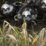 Junge Rohrweihen, © Komitee gegen den Vogelmord