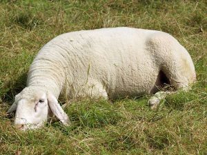 Bei der Pflege großer Naturwiesen können Schafe helfen, © Gaby Schulemann-Maier