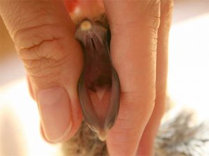Junge Tauben haben einen recht großen, breiten und wulstigen Schnabel, der recht weich ist, © Tanja Kahlert