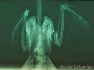 Diese Röntgenaufnahme zeigt einen Sperber, der mit Schrot beschossen wurde, wodurch sein Flügel gebrochen ist, © Sylvia Urbaniak