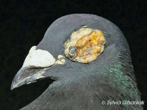 Brieftaube mit Hautform der Taubenpocken, wobei die Augenlider betroffen sind, © Sylvia Urbaniak