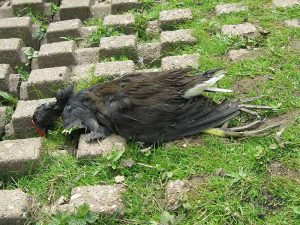 Nicht jeder tot aufgefundene Wasservogel ist an der Vogelgrippe verendet, es gibt auch zahlreiche weitere Todesursachen sowie altersbedingte natürliche Todesfälle; © Gaby Schulemann-Maier