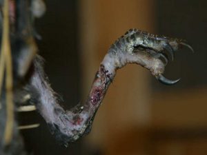 Durch eine Abschnürung wurde das Bein dieser jungen Rabenkrähe schwer verletzt, © Verein für kleine Wildtiere in grosser Not