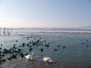 Wasservögel auf einem See im Winter, © Andrea Krüger-Wiegand