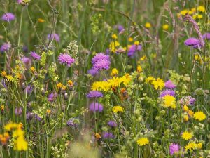 Wildblumenwiesen sind für Insekten und andere Tiere wichtig, © Couleur / Pixabay